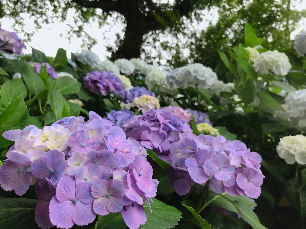 f:id:crow1213:20200621210936j:image f:id:crow1213:20200621210936j:image