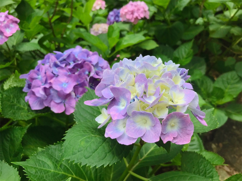 f:id:crow1213:20200621211009j:image f:id:crow1213:20200621211009j:image