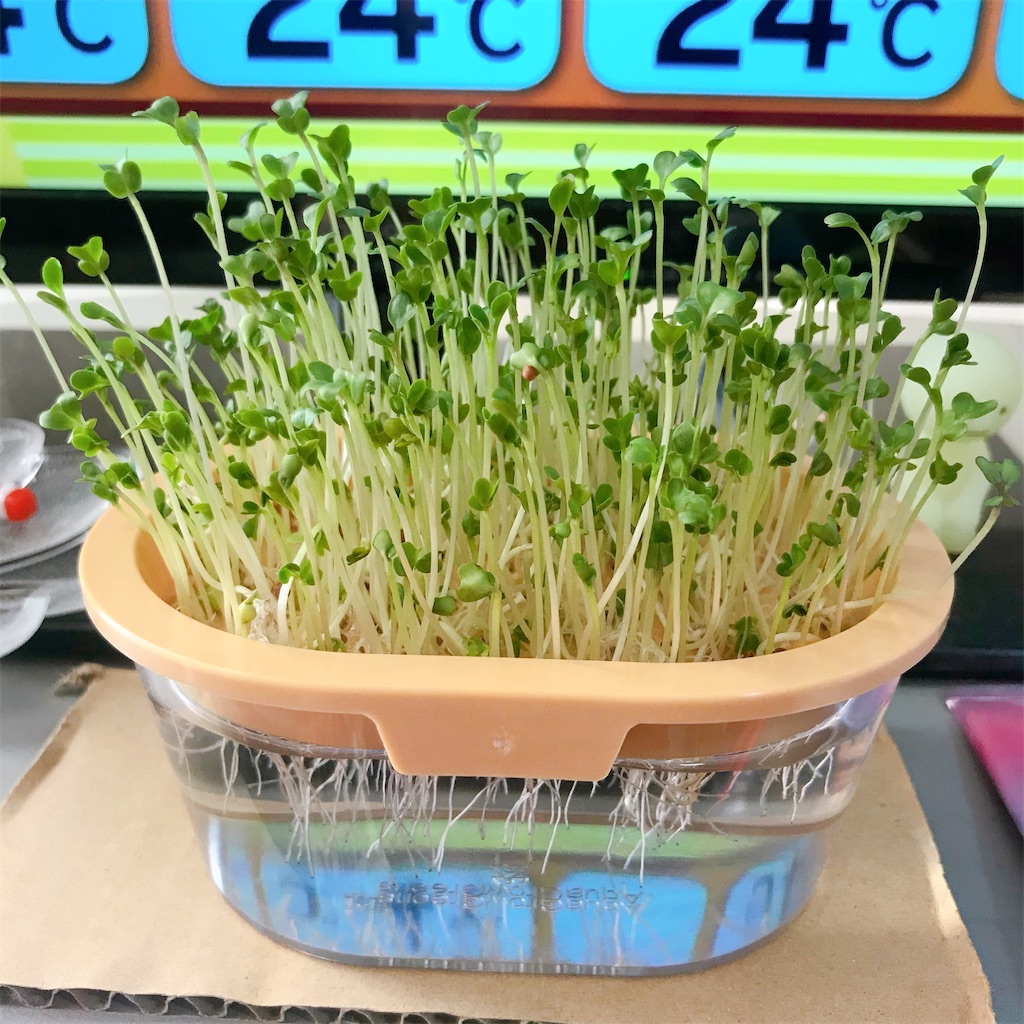 f:id:crow1213:20200622215542j:image f:id:crow1213:20200622215542j:image