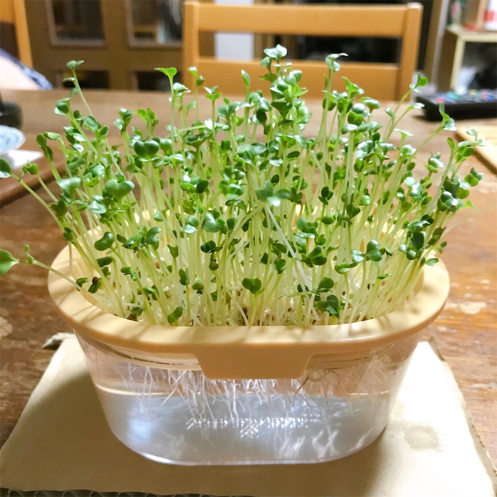 f:id:crow1213:20200622215556j:image f:id:crow1213:20200622215556j:image