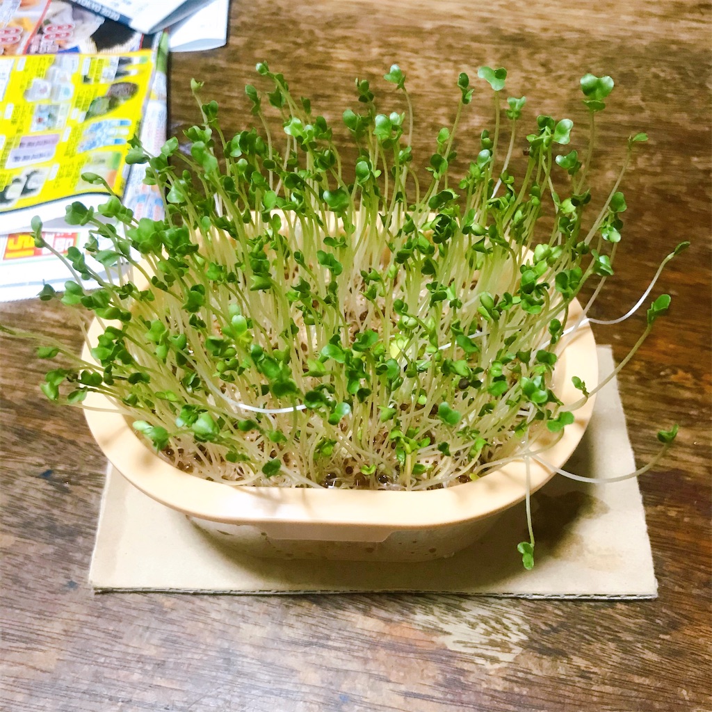 f:id:crow1213:20200702212151j:image f:id:crow1213:20200702212151j:image