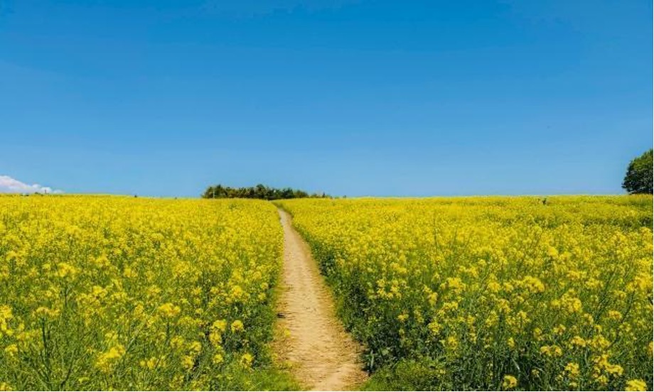 青空の下、花畑が広がっている　中央には通路