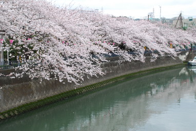 大岡川