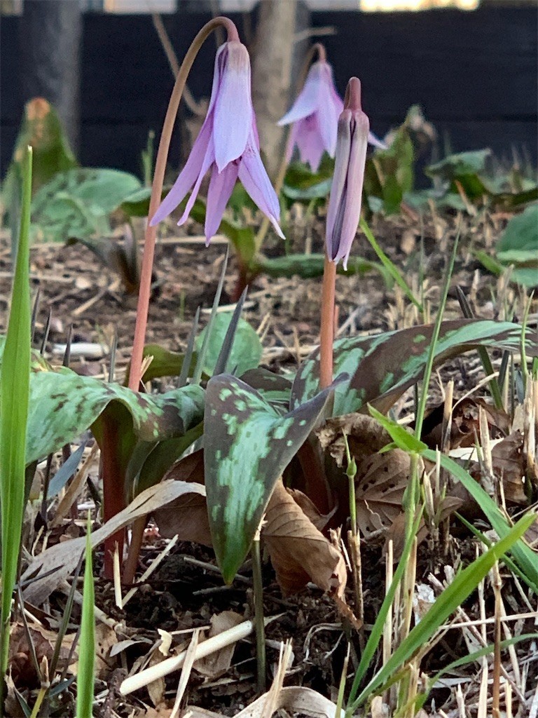 f:id:crowdeer:20190329084826j:image
