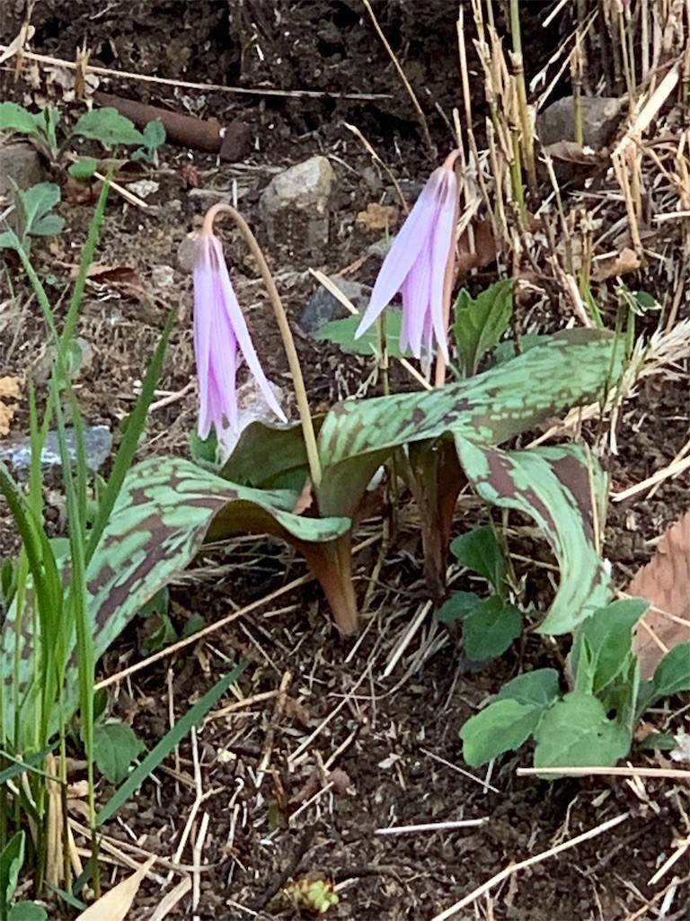 f:id:crowdeer:20190329084844j:image