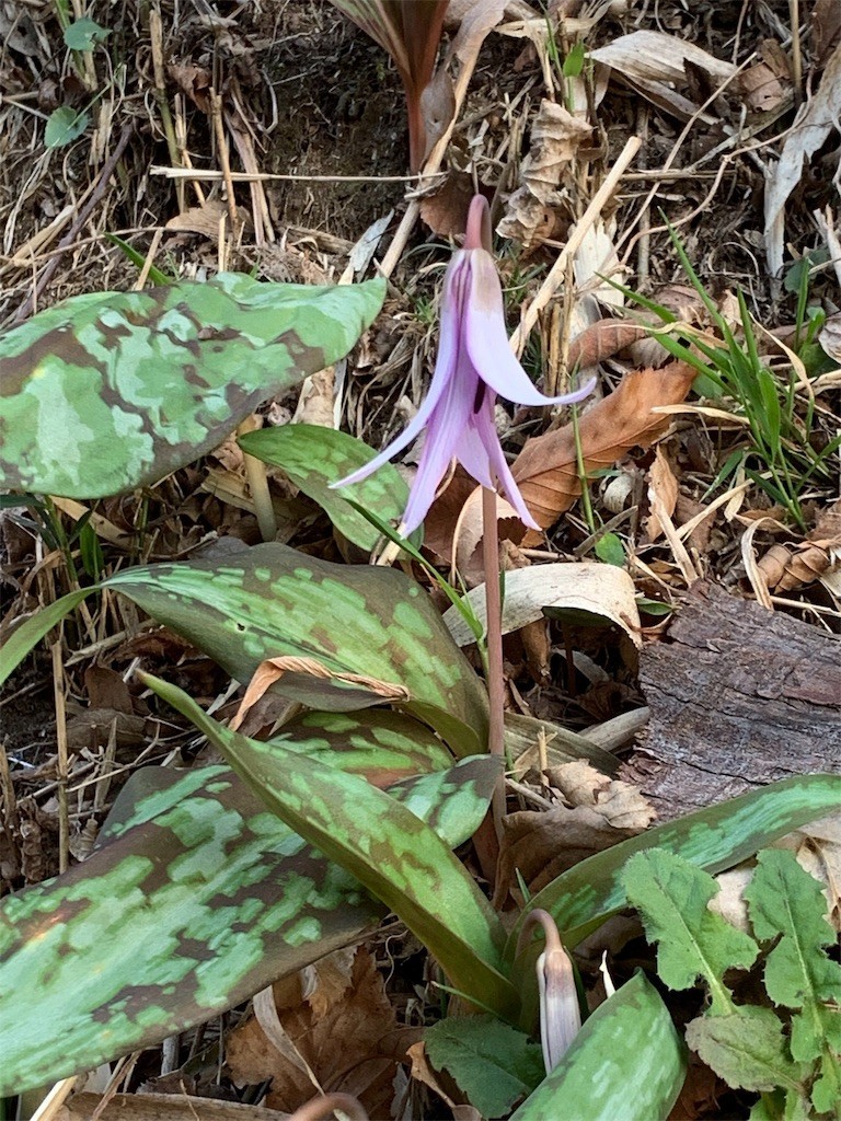 f:id:crowdeer:20190329084912j:image