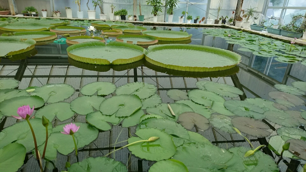 f:id:crownoise:20161114091556j:plain