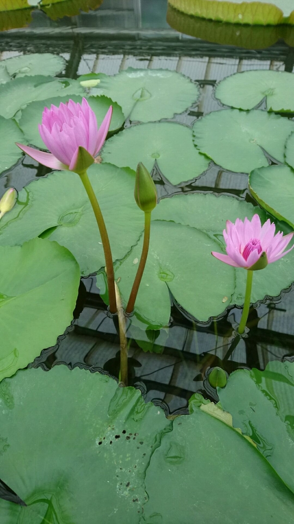 f:id:crownoise:20161114091648j:plain