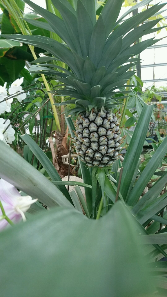 f:id:crownoise:20161114093317j:plain