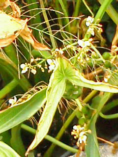 f:id:crsucre:20120929104611j:image