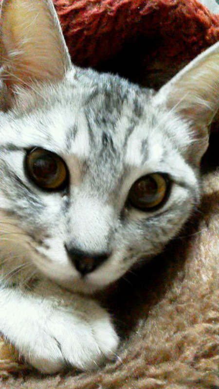 f:id:crsucre:20121206021123j:image