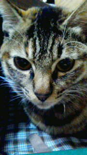 f:id:crsucre:20121206021230j:image
