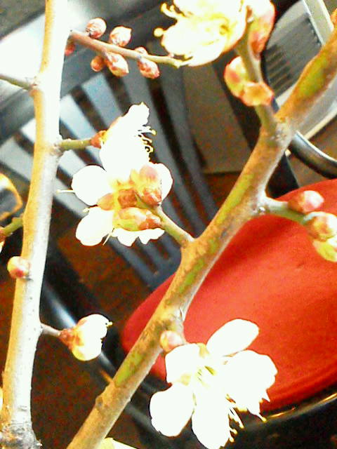 f:id:crsucre:20130111125225j:image
