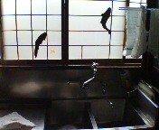 f:id:cry_condor:20070423004424j:image