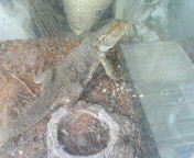 f:id:cry_condor:20080721025638j:image