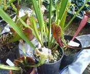 f:id:cry_condor:20080721030113j:image