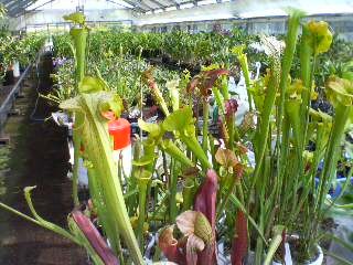 f:id:cry_condor:20080721031450j:image