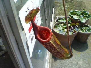 f:id:cry_condor:20080721031554j:image