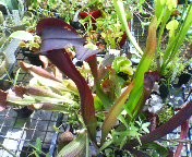 f:id:cry_condor:20080721031609j:image