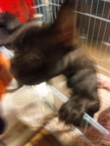 f:id:cry_condor:20090117205213j:image