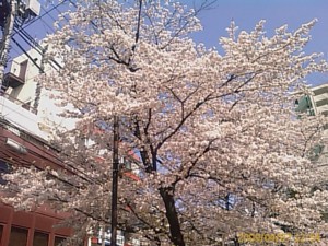 f:id:cry_condor:20090407125420j:image