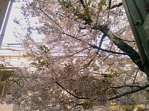 f:id:cry_condor:20090408065737j:image