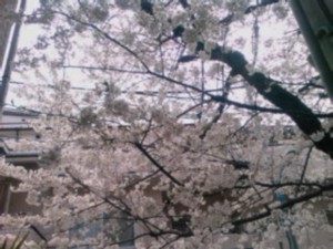 f:id:cry_condor:20100404015127j:image