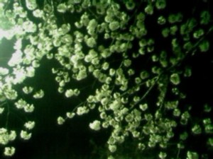 f:id:cry_condor:20100404015204j:image