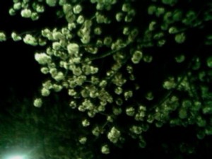 f:id:cry_condor:20100404021559j:image