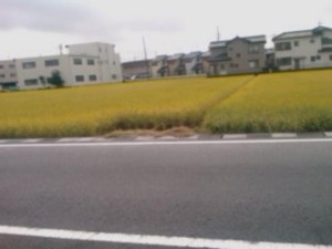 f:id:cry_condor:20100929014044j:image