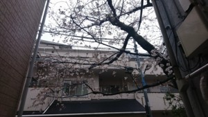 f:id:cry_condor:20180321150630j:image