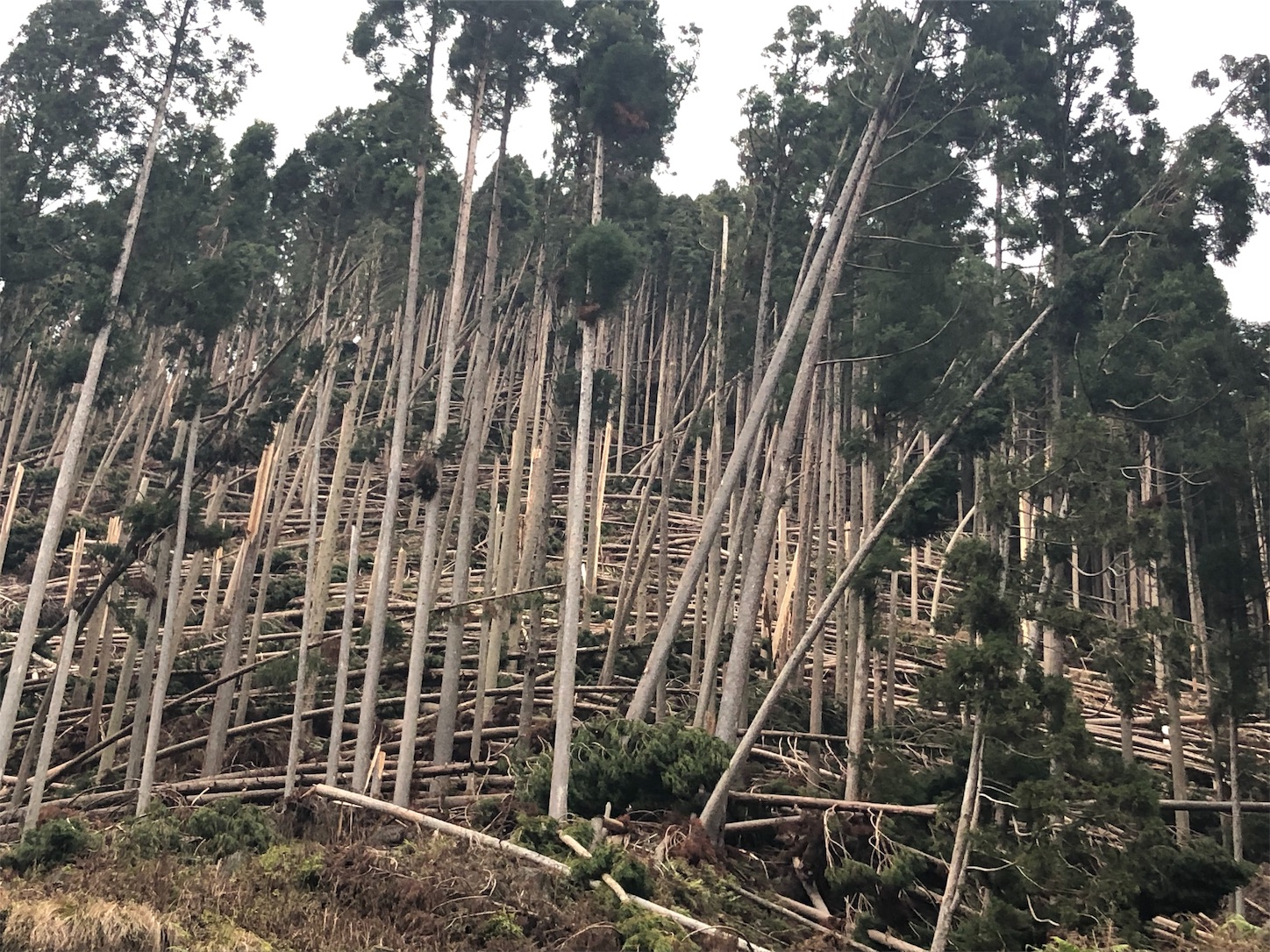 f:id:crystal0207:20181211201033j:image