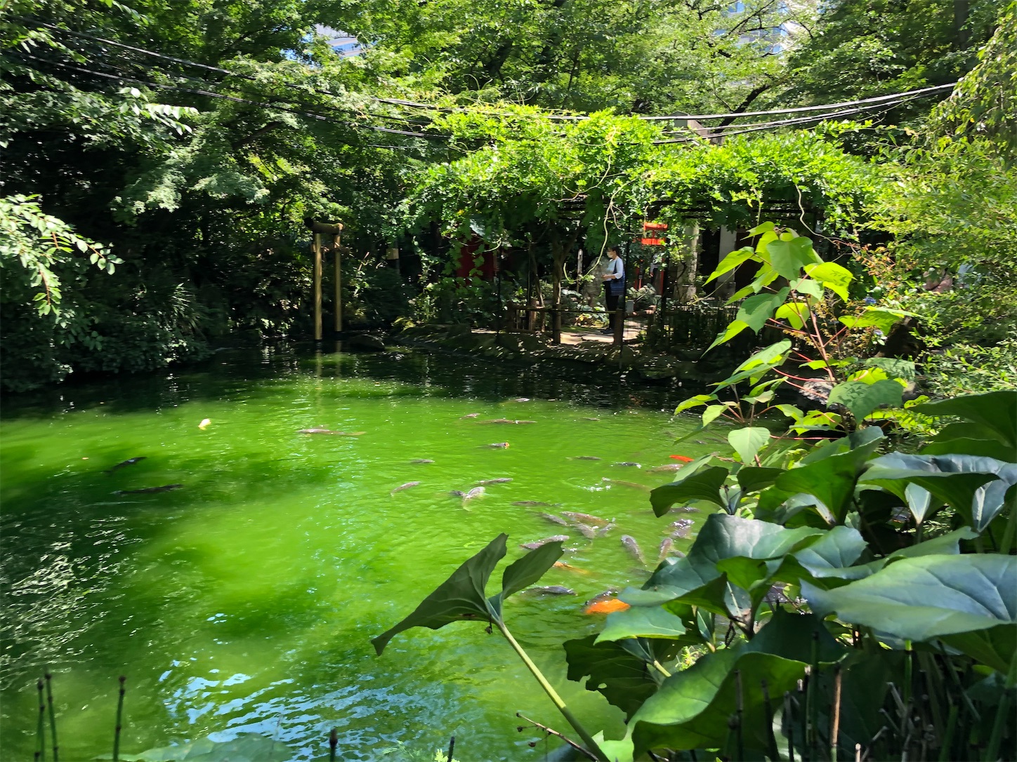 f:id:crystal0207:20200702160918j:image f:id:crystal0207:20200702160918j:image