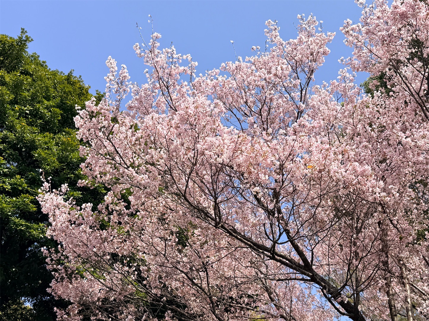 f:id:crystal0207:20260328152300j:image