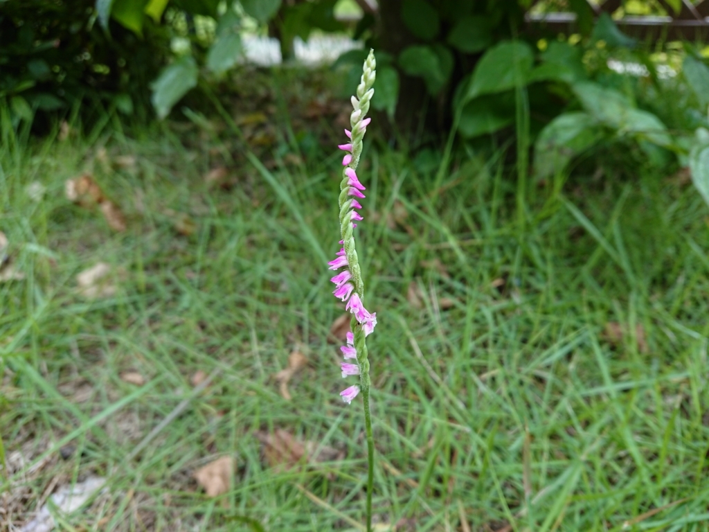 f:id:crystal15:20180730144229j:plain