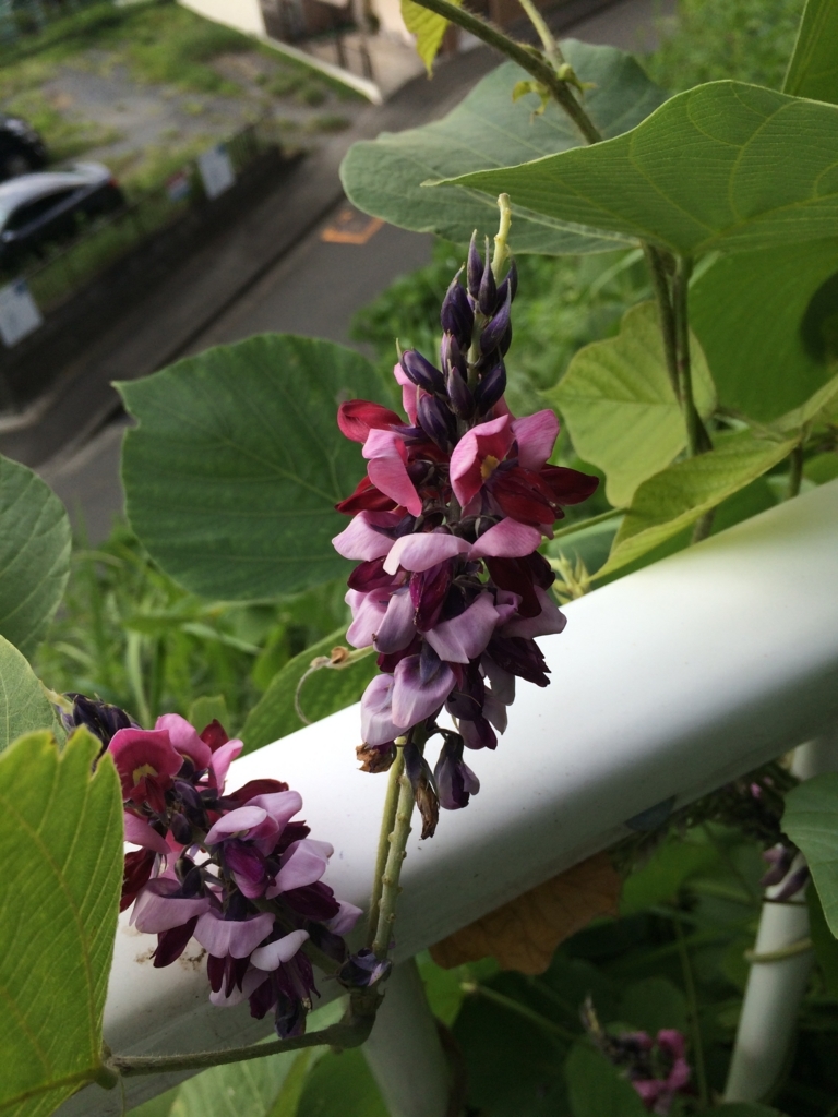 f:id:crystalai610:20170916224229j:plain f:id:crystalai610:20170916224229j:plain
