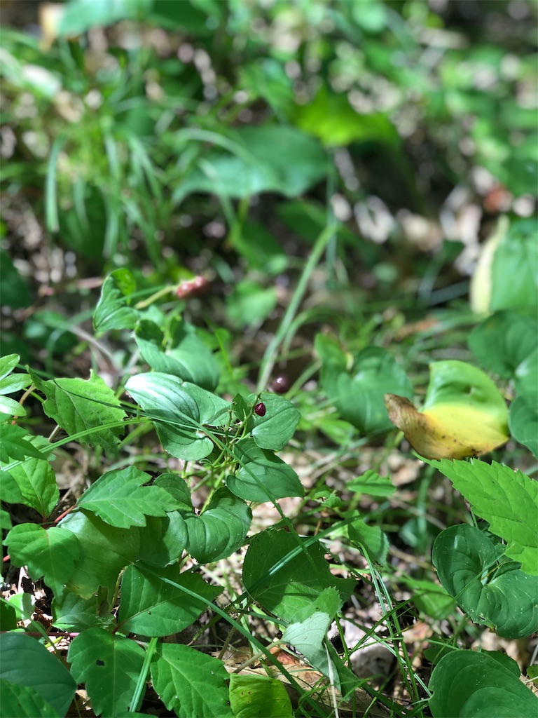 f:id:crystalcrystal12345:20191022094308j:image