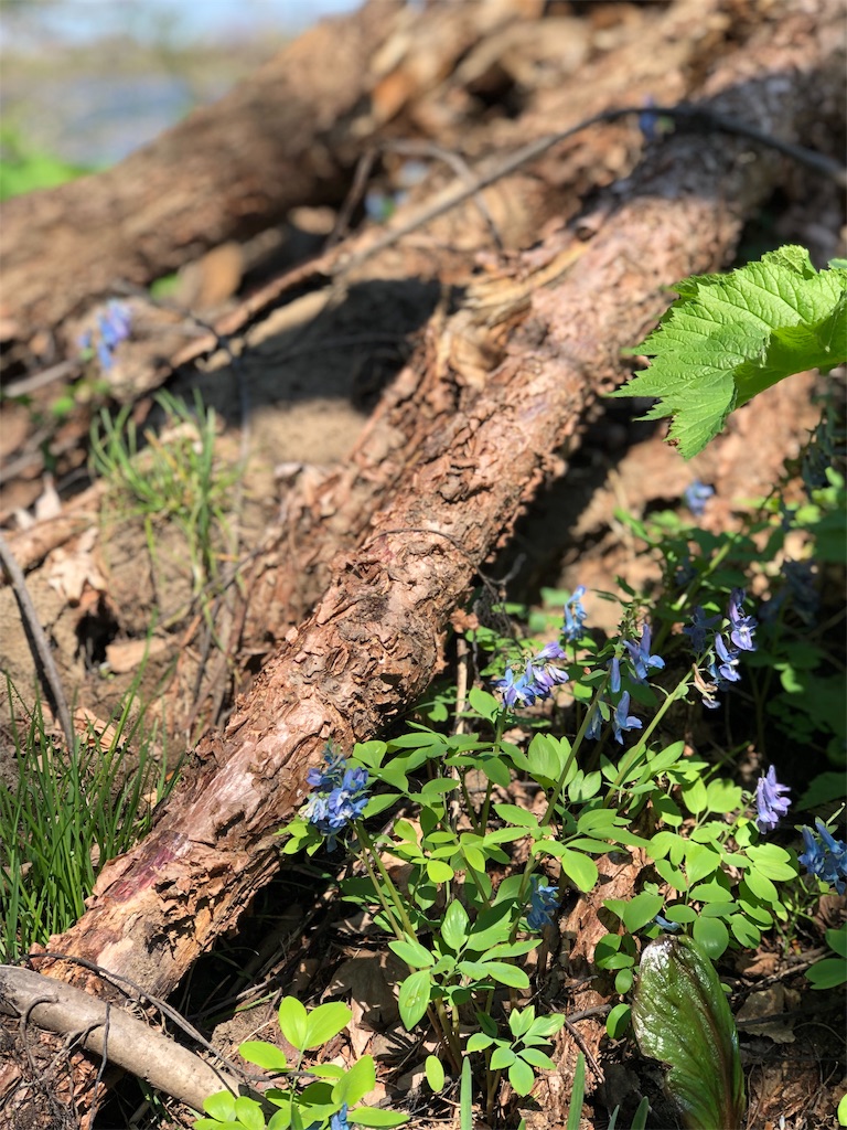 f:id:crystalcrystal12345:20191030210152j:image