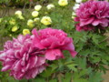 20090502161235