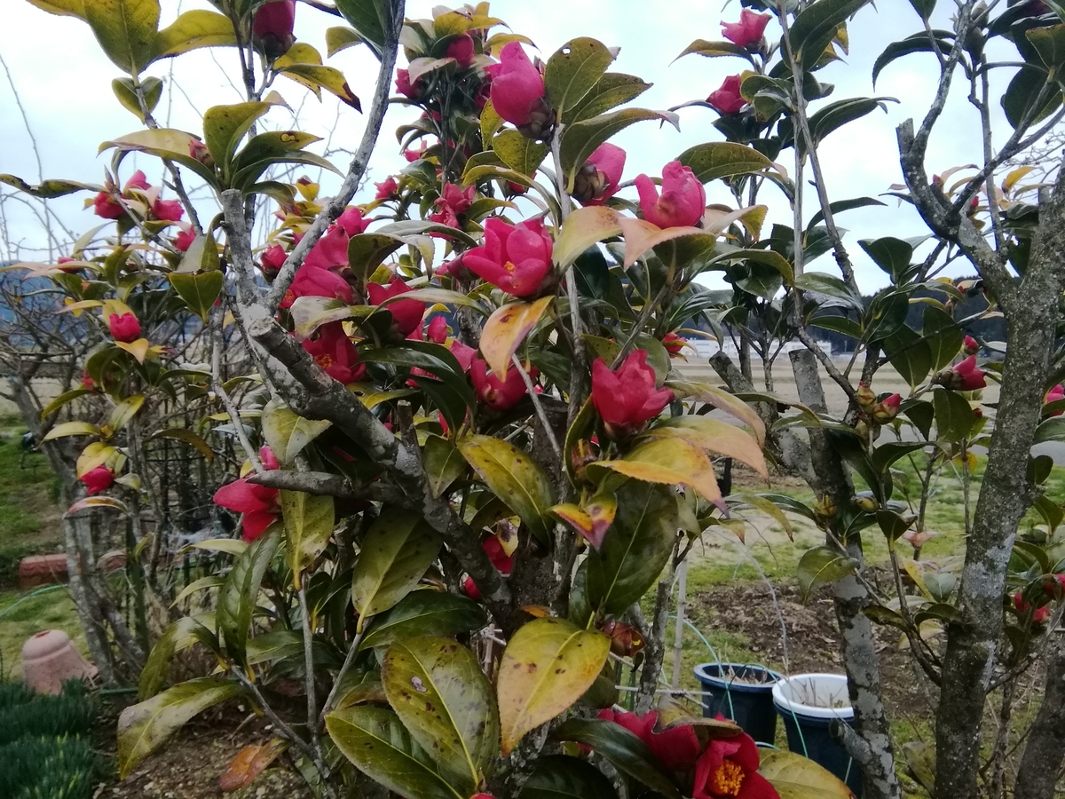 f:id:cs3110base:20220325122757j:plain