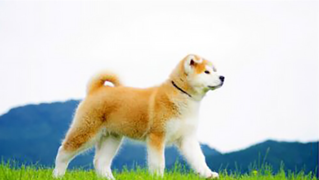 f:id:cs44t133854r3a198:20190115070025p:image