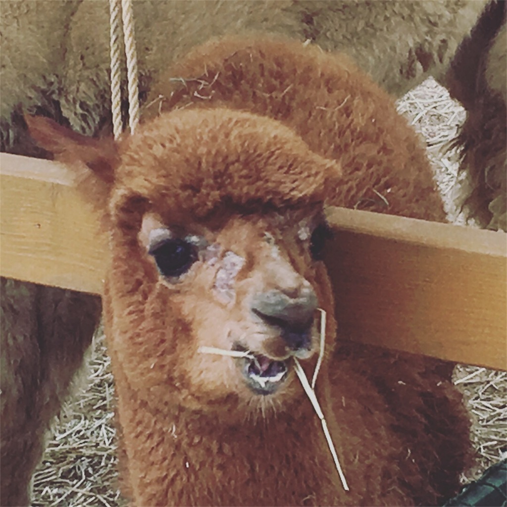 f:id:csbeaute:20180907233743j:image