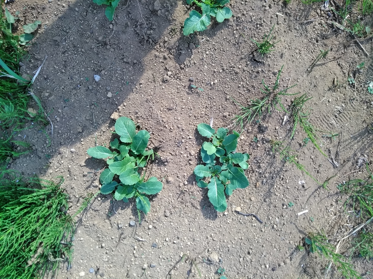 f:id:cskdm933:20190419164426j:plain