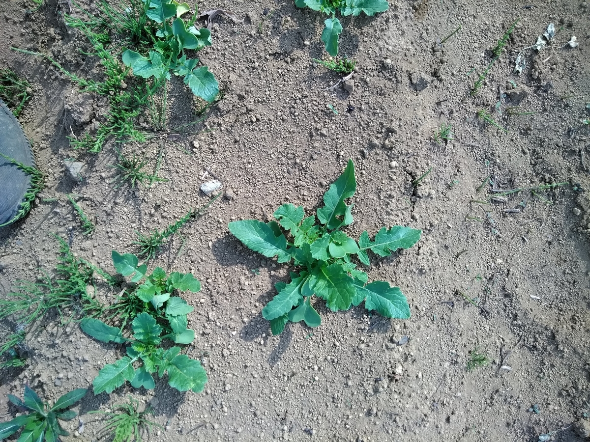 f:id:cskdm933:20190419164541j:plain