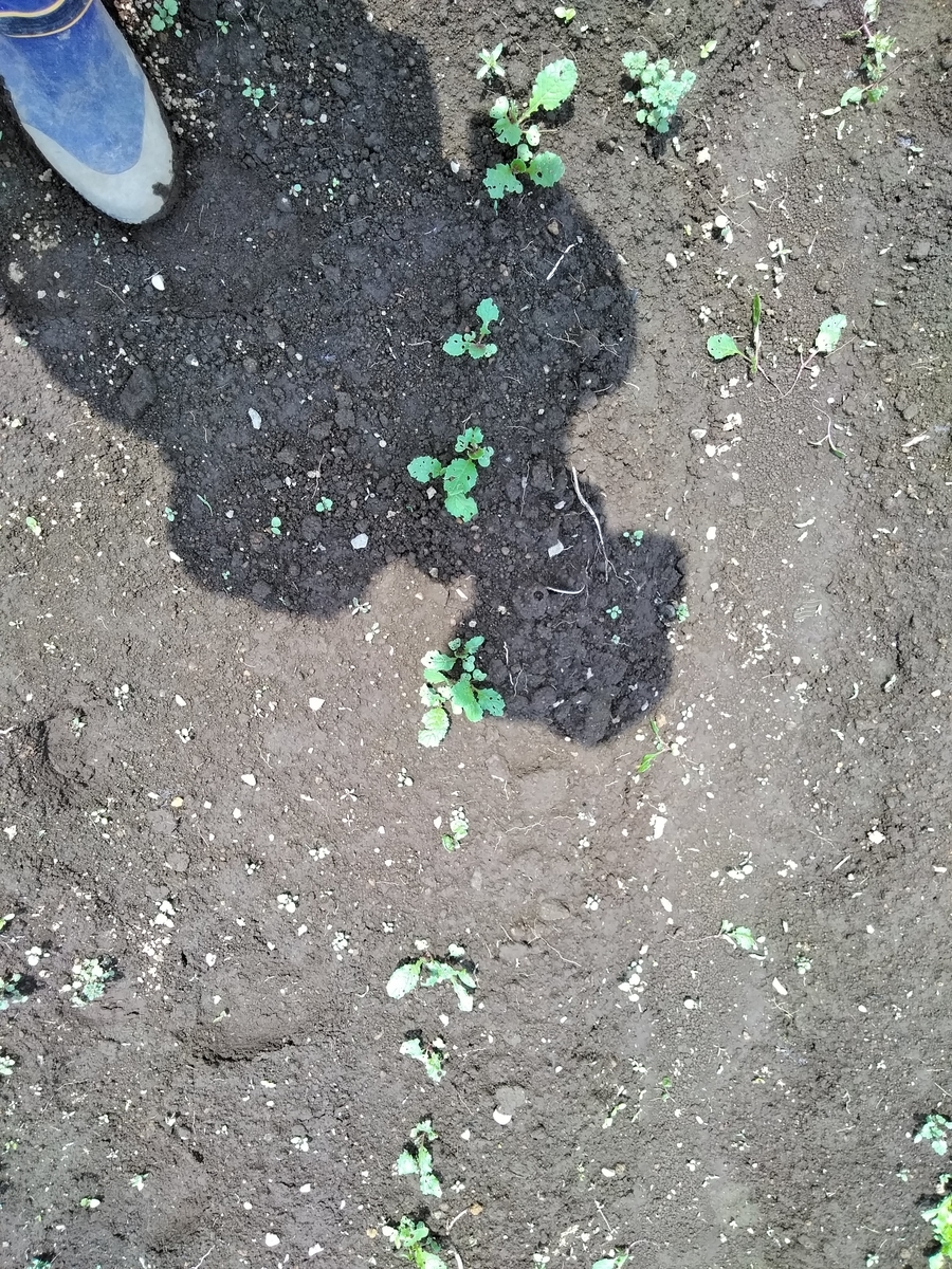 f:id:cskdm933:20190505083035j:plain