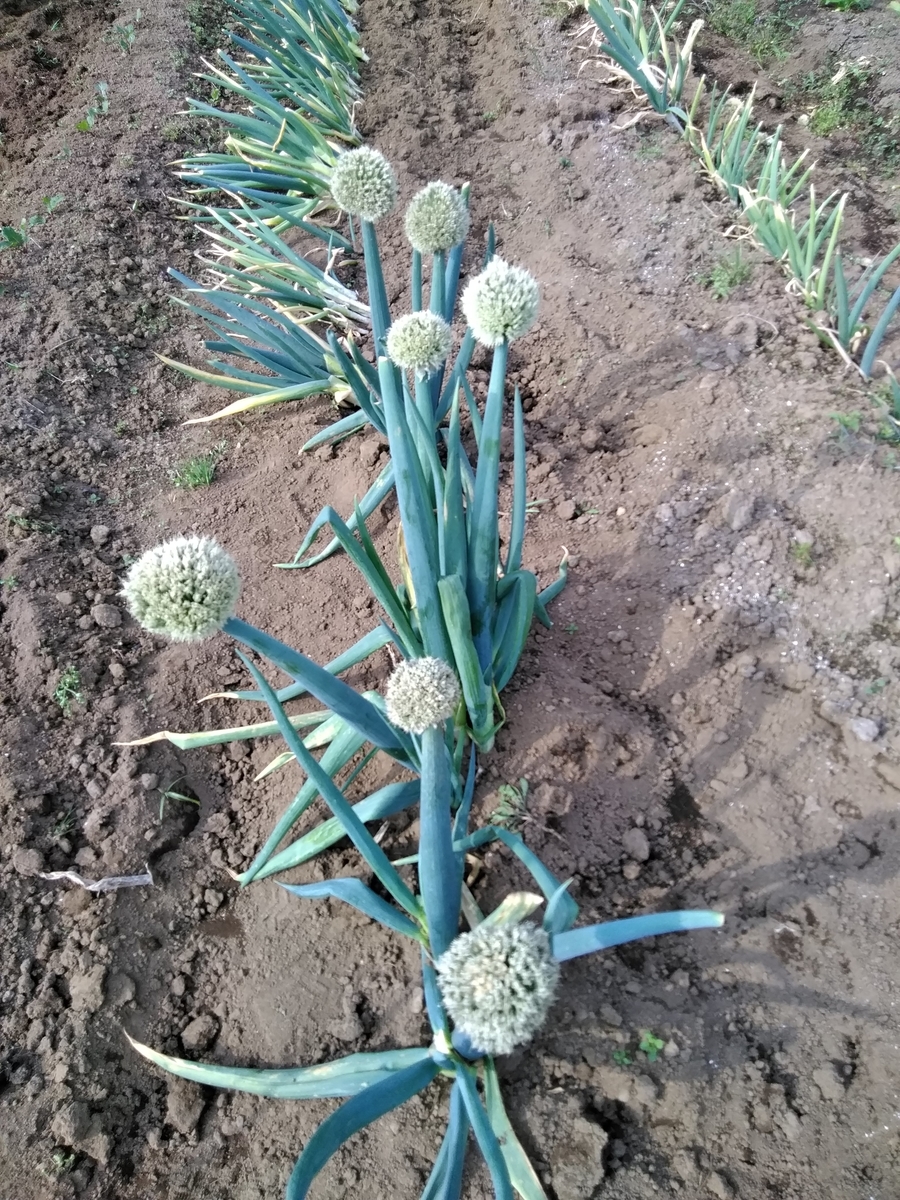 f:id:cskdm933:20190514075859j:plain f:id:cskdm933:20190514075859j:plain