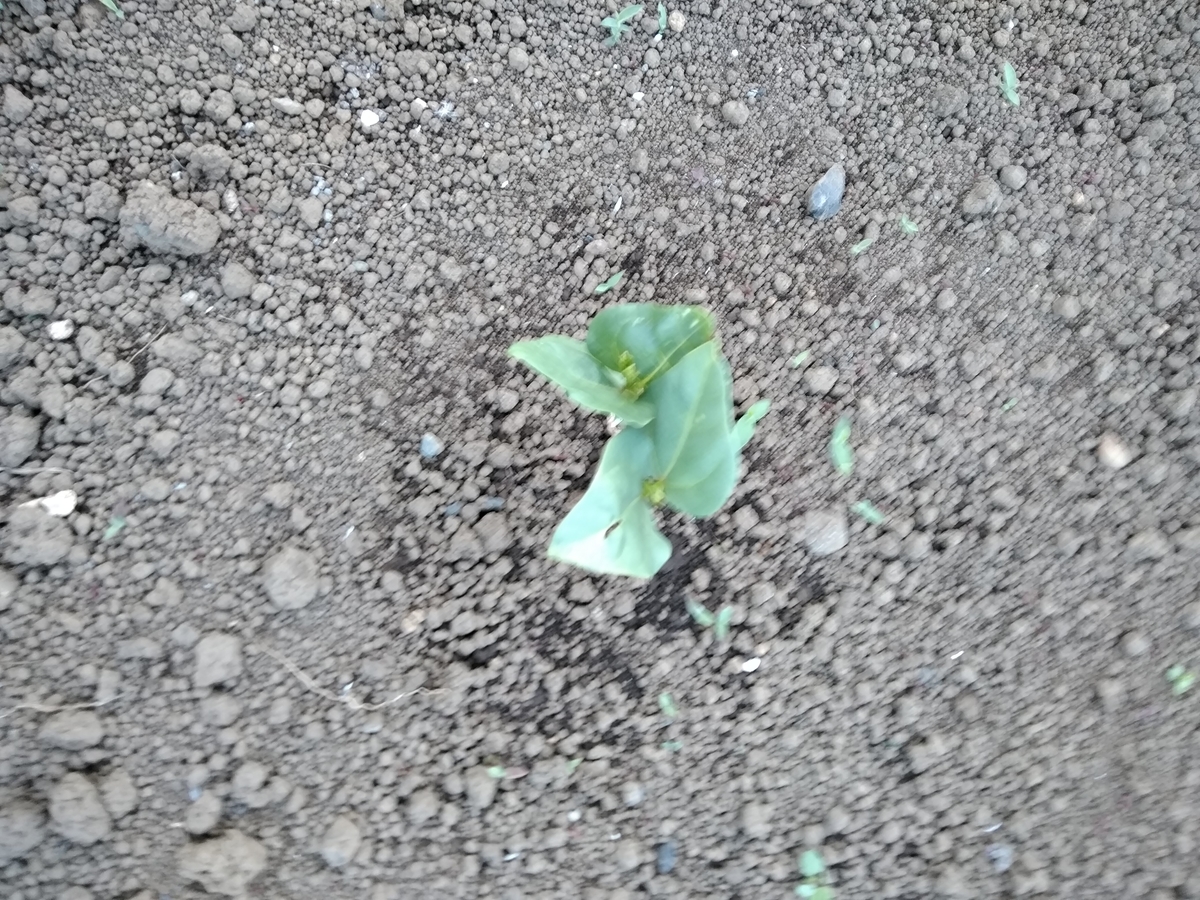 f:id:cskdm933:20190515202235j:plain