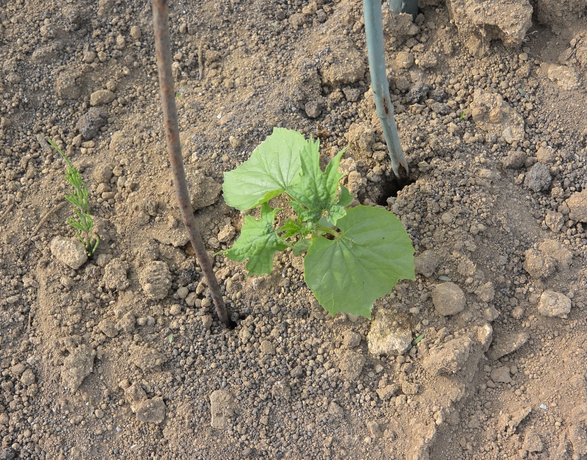 f:id:cskdm933:20190604195744j:plain f:id:cskdm933:20190604195744j:plain