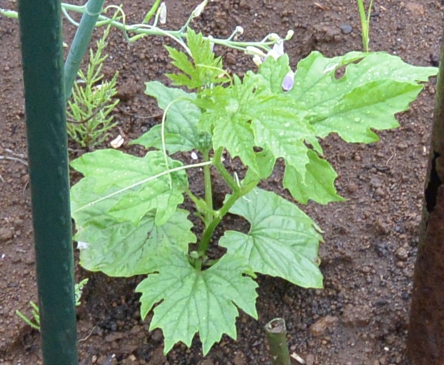 f:id:cskdm933:20190610130313j:plain