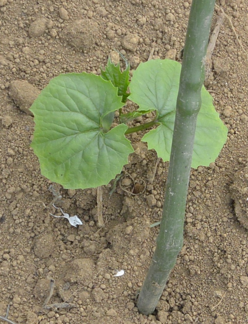 f:id:cskdm933:20190615083616j:plain